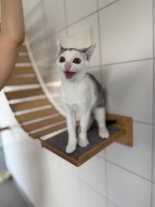 hugo