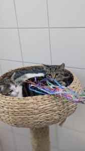 Bibi uns Tina 3