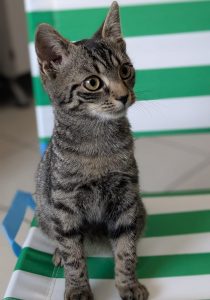 Nelly 3