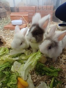 Kraut, Rübe, Fenchel