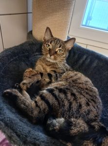 Sammy, Rocky, Blacky 2