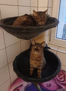 Sammy, Rocky, Blacky 3