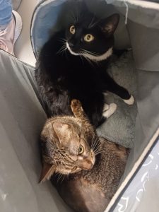 Sammy, Rocky, Blacky 5