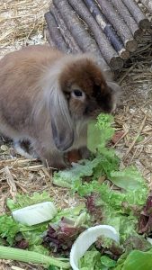 WhatsApp Image 2026-01-01 at 10.41.02 (5)