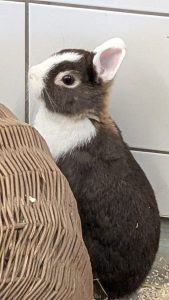 WhatsApp Image 2026-01-01 at 10.42.31