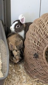 WhatsApp Image 2026-01-01 at 10.44.30