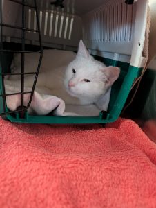 WhatsApp Image 2026-01-09 at 15.03.44 (1)