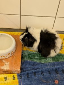 WhatsApp Image 2026-02-11 at 13.24.09