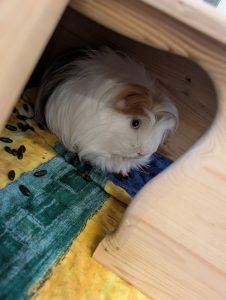 WhatsApp Image 2026-02-11 at 13.24.12 (3)