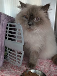 WhatsApp Image 2026-03-27 at 15.13.56