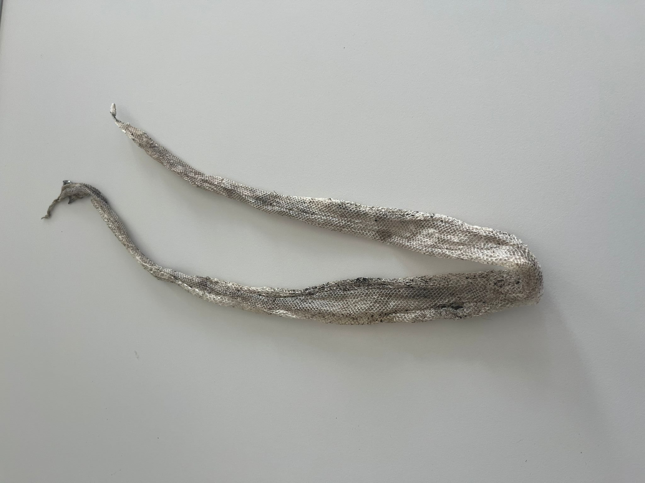 motion_photo_4620228393452196644