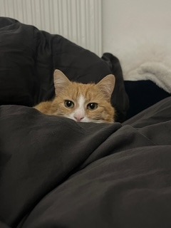 2511_Abbey