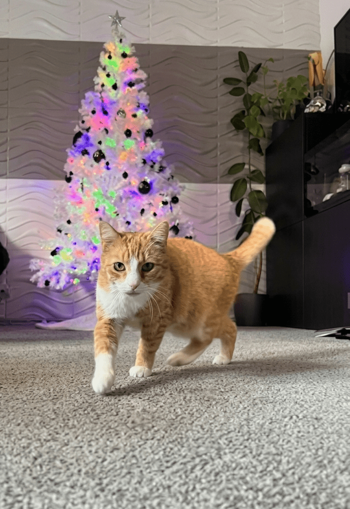 251224_Abbey