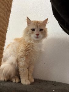 Pixel neu