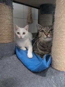 Tute und Luze