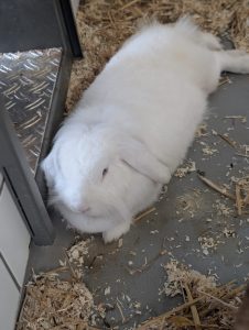 candy rocky 1