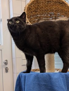 Blacky 1