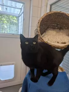 Blacky 2