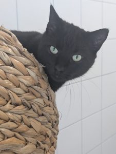 Blacky 3