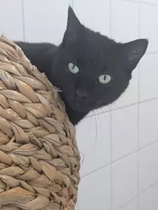 Blacky 3