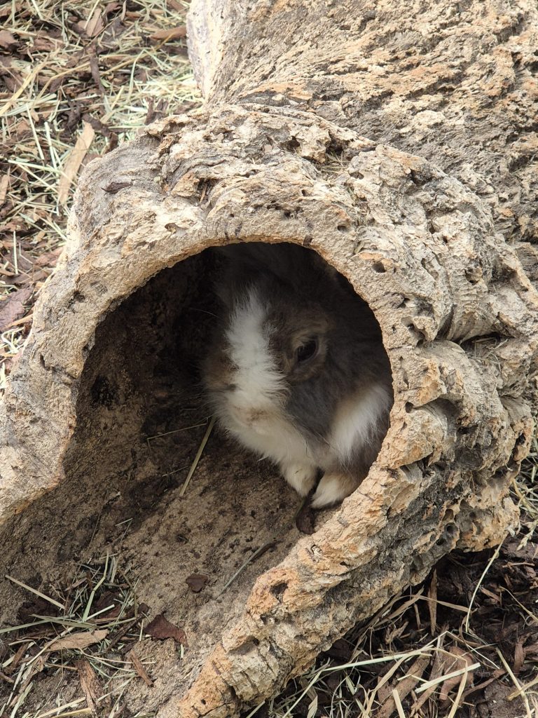 Willow