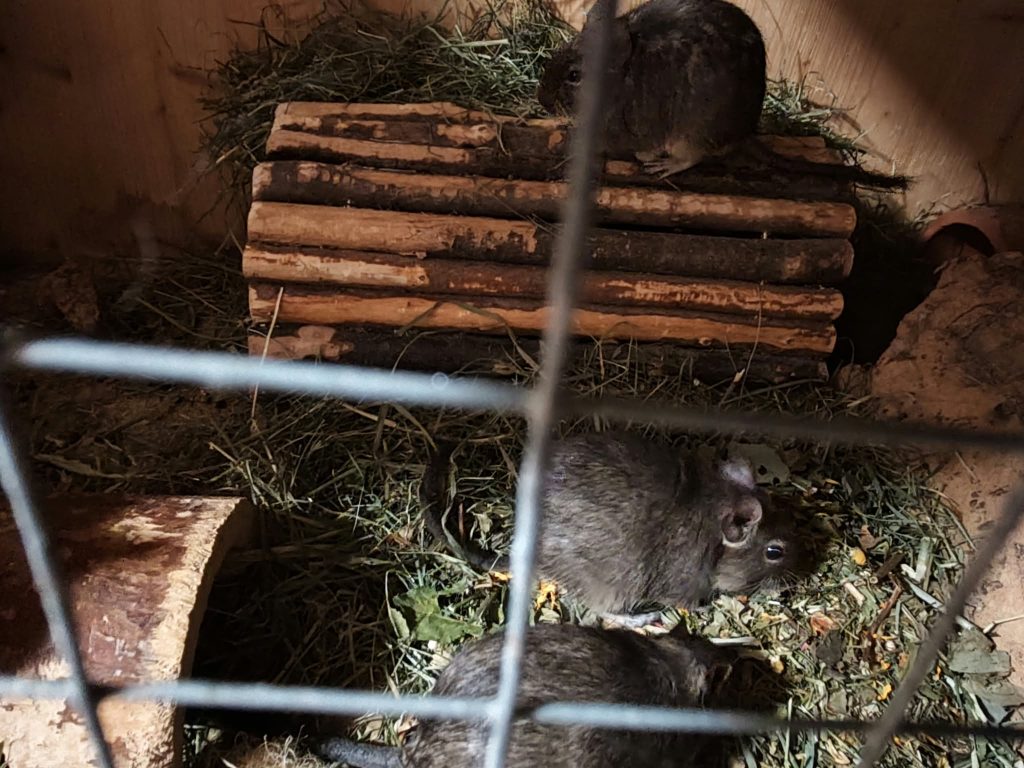 Degus