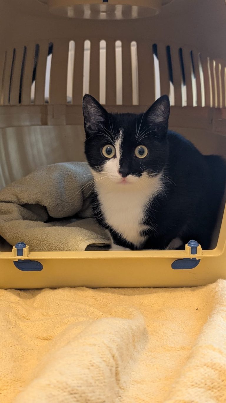 Domino