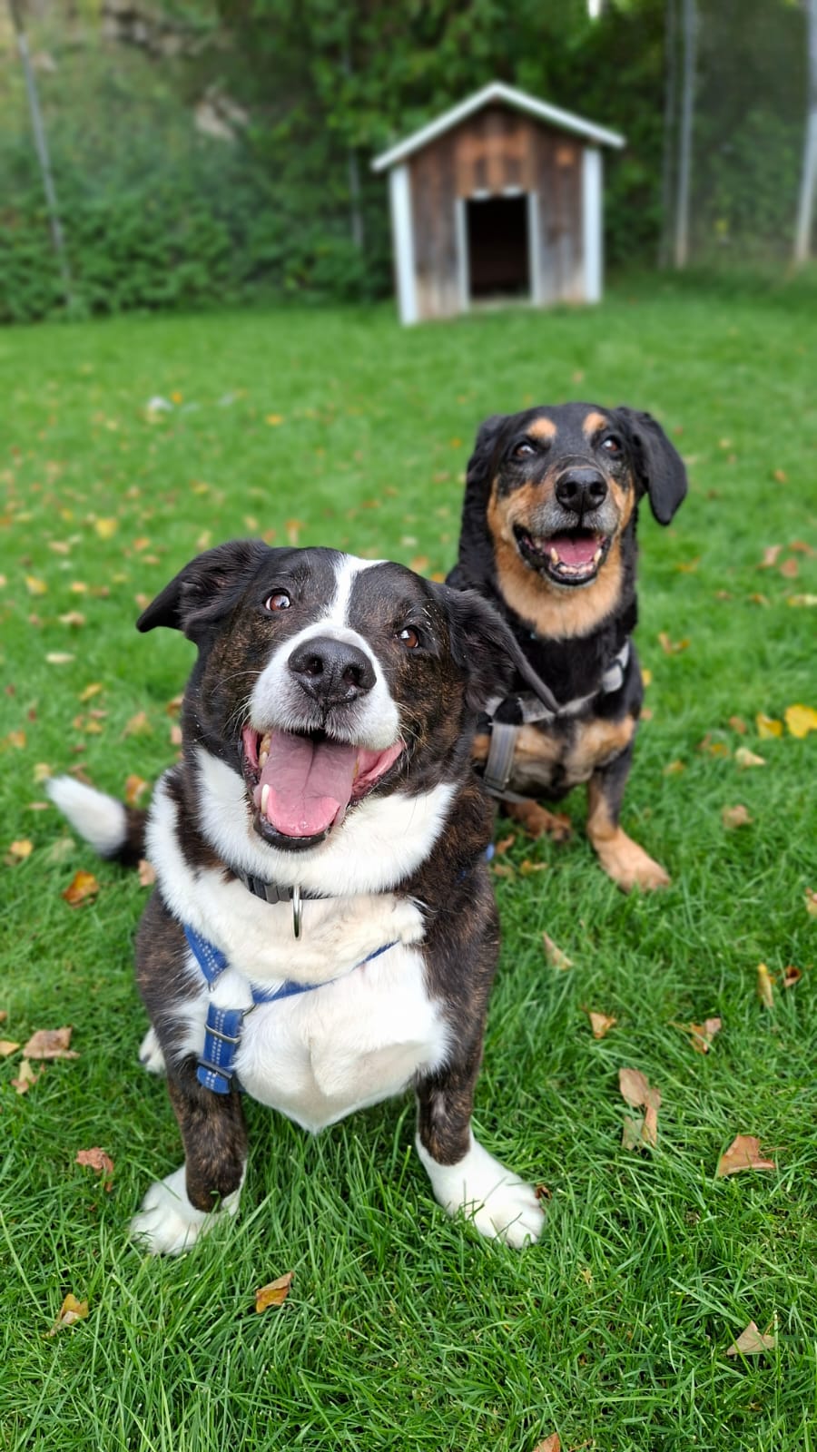 Lucky und Rambo
