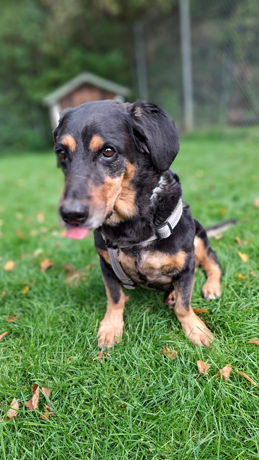 Rambo