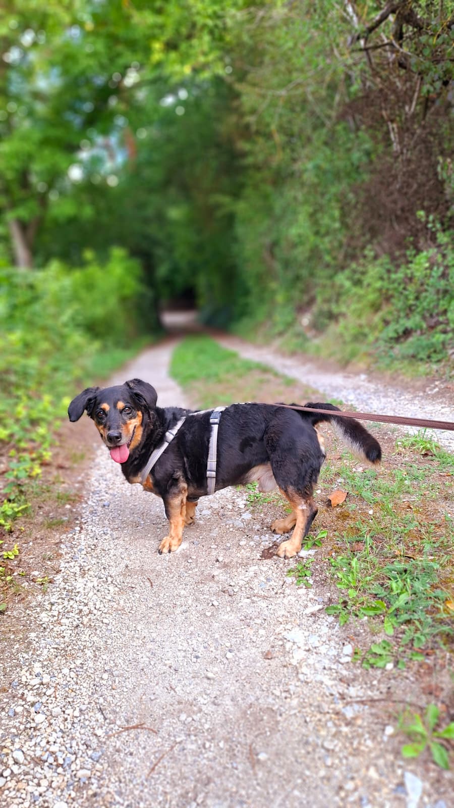 Rambo