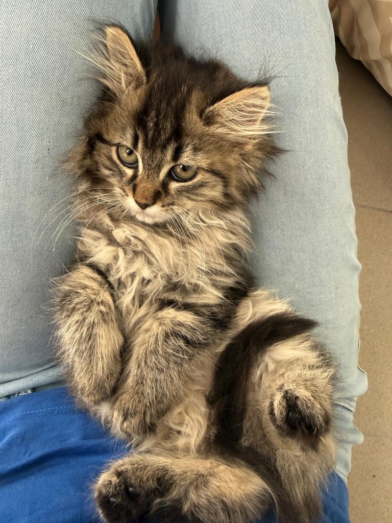 Pixi